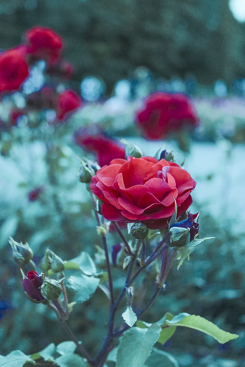 red roses in tilt shift lens, HD phone wallpaper