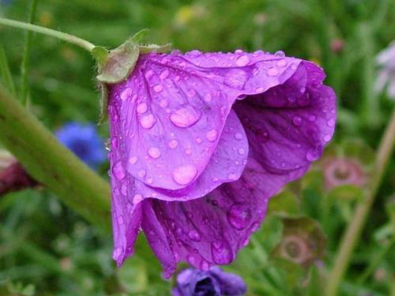 After Rain, wet, purple, flowers, nature, rain, HD wallpaper