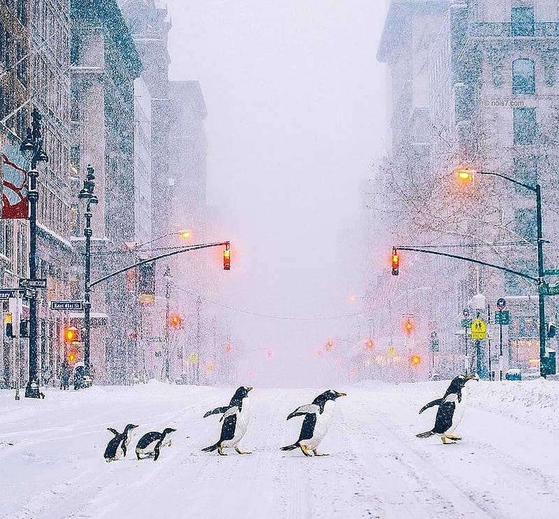 :), street, funny, nois7, winter, white, city, bird, robert jahns, cute, penguin, fantasy, iarna, snow, HD wallpaper