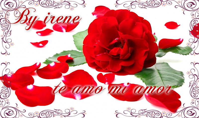 I love you, red, rose, rose, amor, HD wallpaper | Peakpx