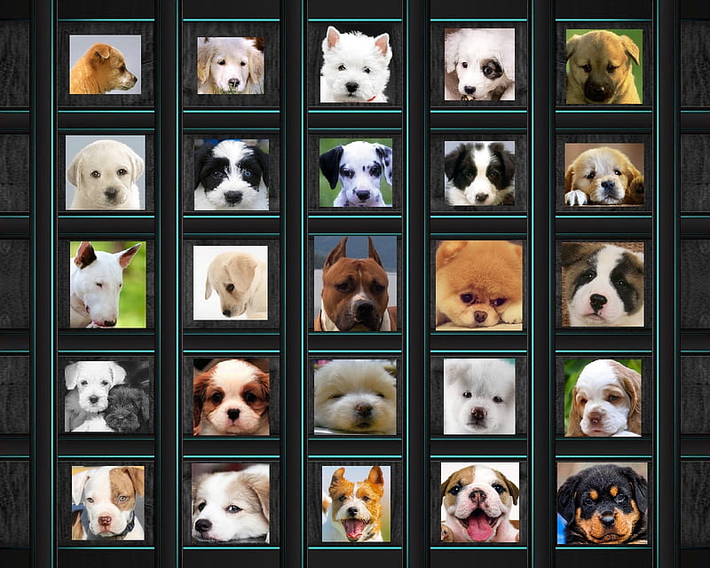 Puppy Parade, dog, puppy, HD wallpaper