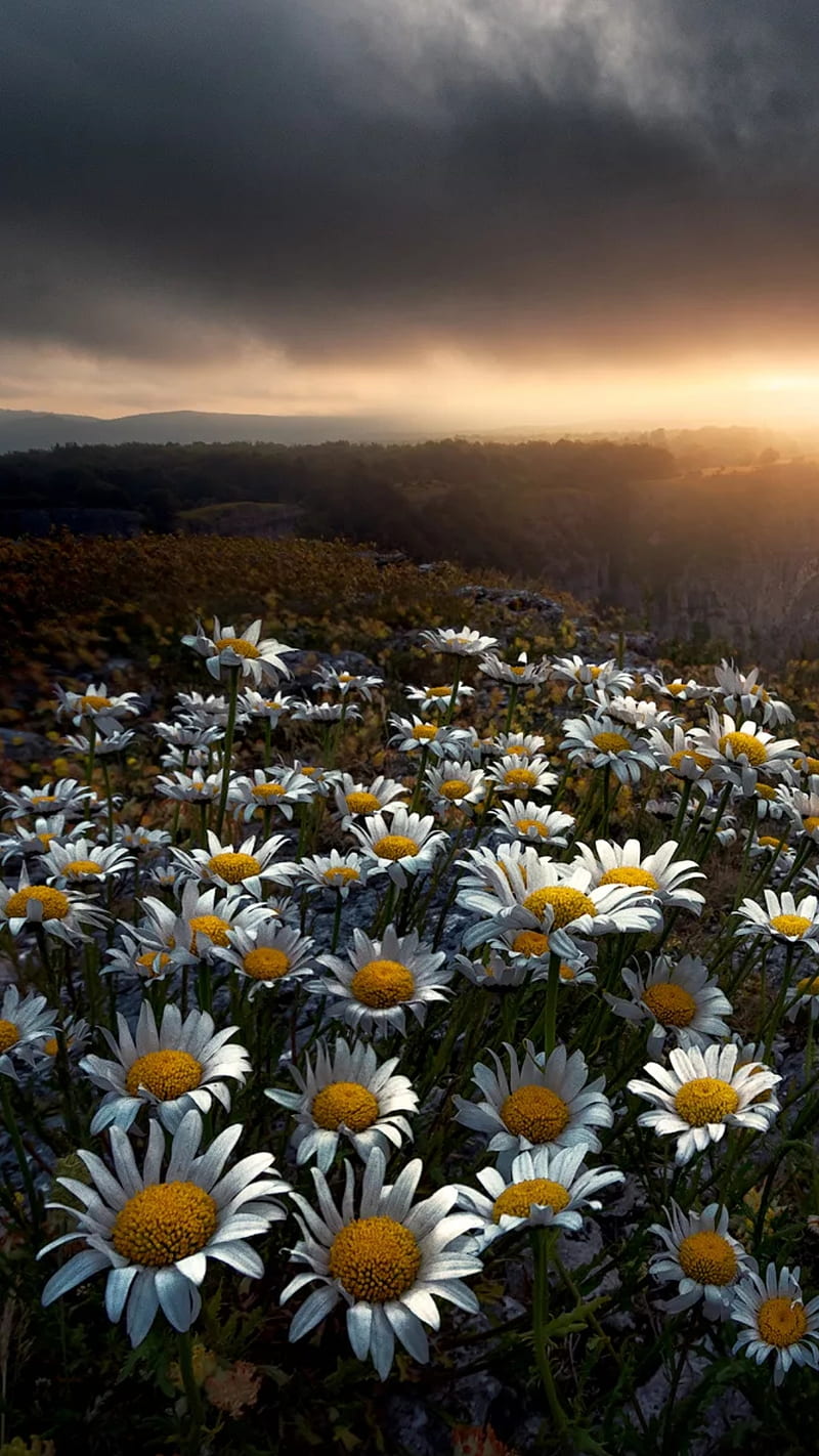 Flores blancas, campo, naturaleza, abundancia, Fondo de pantalla de  teléfono HD | Peakpx