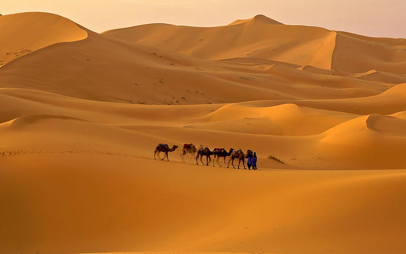 camel caravan in the desert, desert, camel, caravan, HD wallpaper