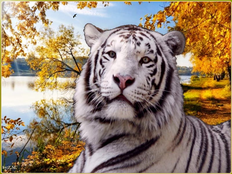 white tiger at rest, autumn, river, tiger, white, HD wallpaper