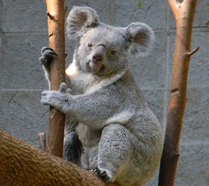 Koala, animal, australia, bear, cuddle, gris, marsupial, HD wallpaper
