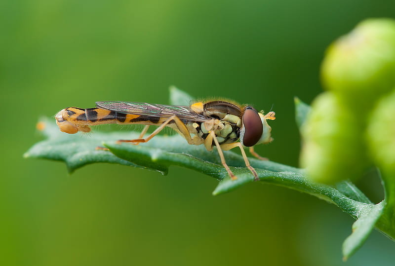Brown and Yellow Robber Fly Perched on Green Leaf during Daytime, HD wallpaper