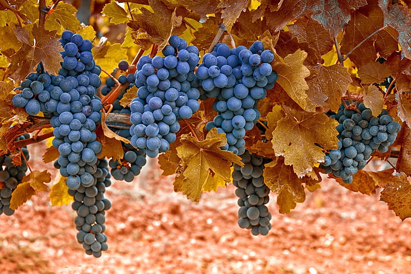Tasty Grapes on the Vine, Grapes, Nature, Ripened Fruit, Vineyards, HD wallpaper