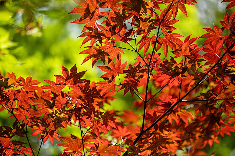 maple, branch, leaves, red, autumn, HD wallpaper