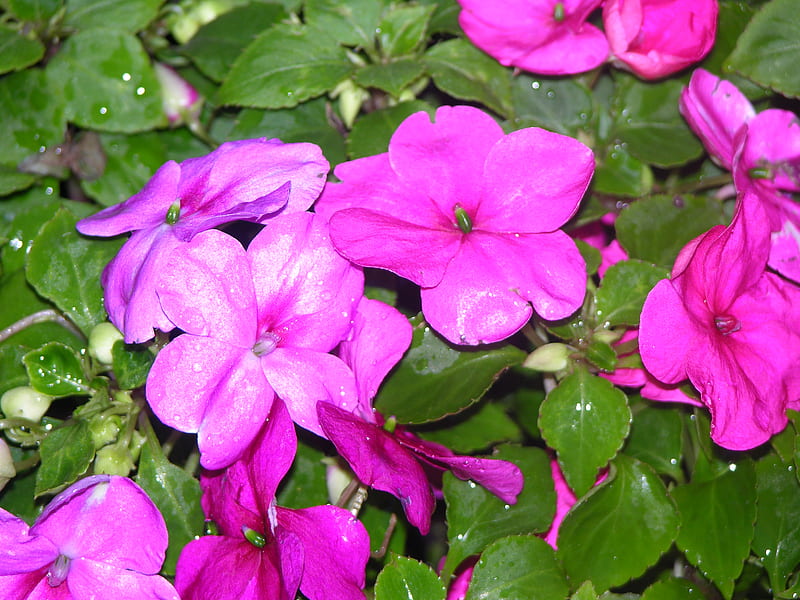 Pensamiento rosa, flor, naturaleza, pensamiento, rosa, Fondo de pantalla HD  | Peakpx