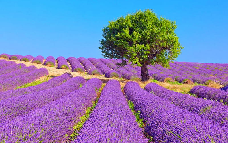 Campo de lavanda, lavanda, árbol, naturaleza, campo, Fondo de pantalla