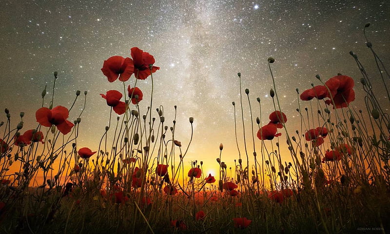 A Midsummer Night’s Dream, stars, scenic, flowers, summer, Field, evening, Nature, Sunset, Lovely, HD wallpaper