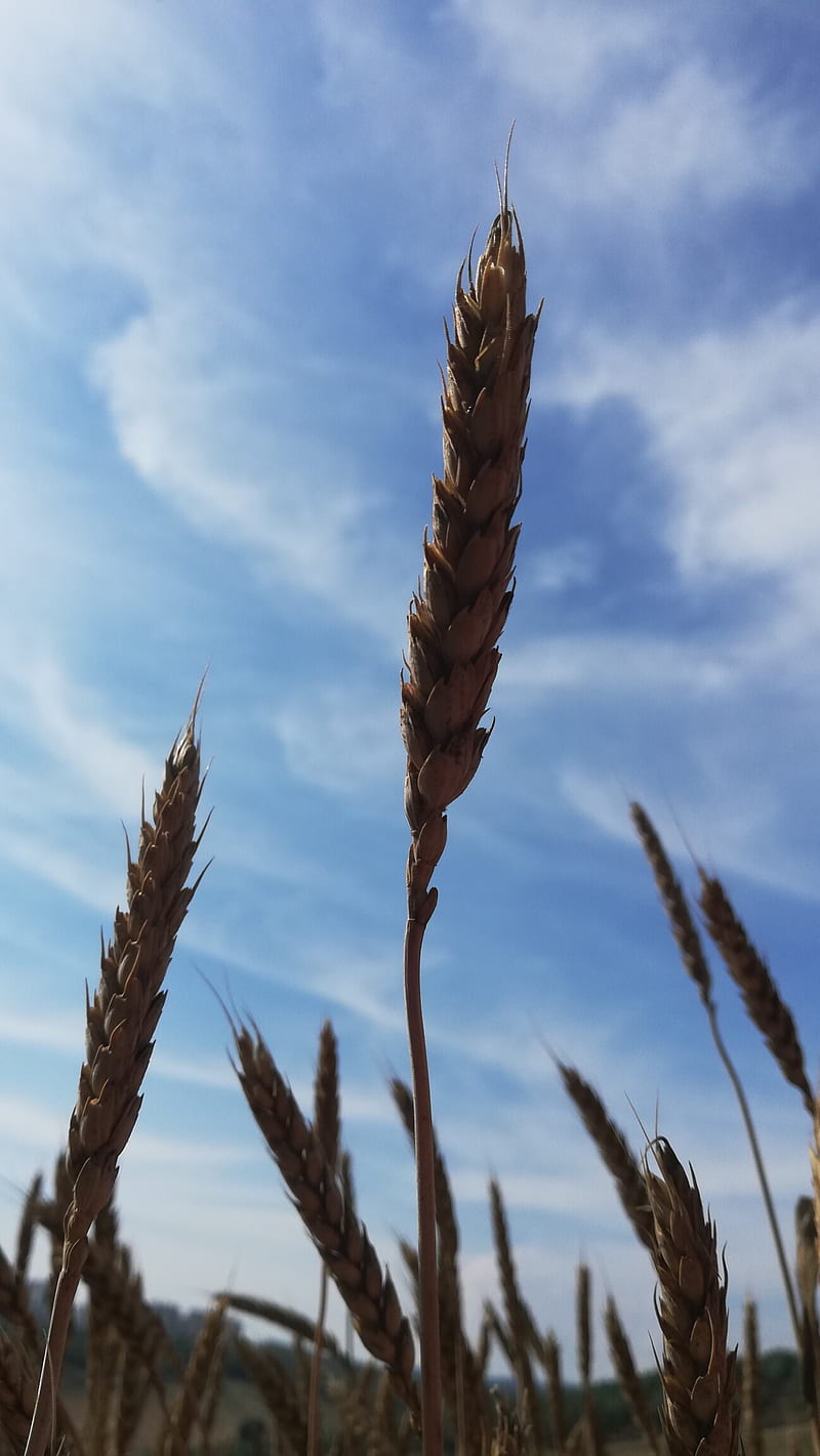 Wheat, animal, blue, food, nature, rye, sky, vegetable, HD phone wallpaper