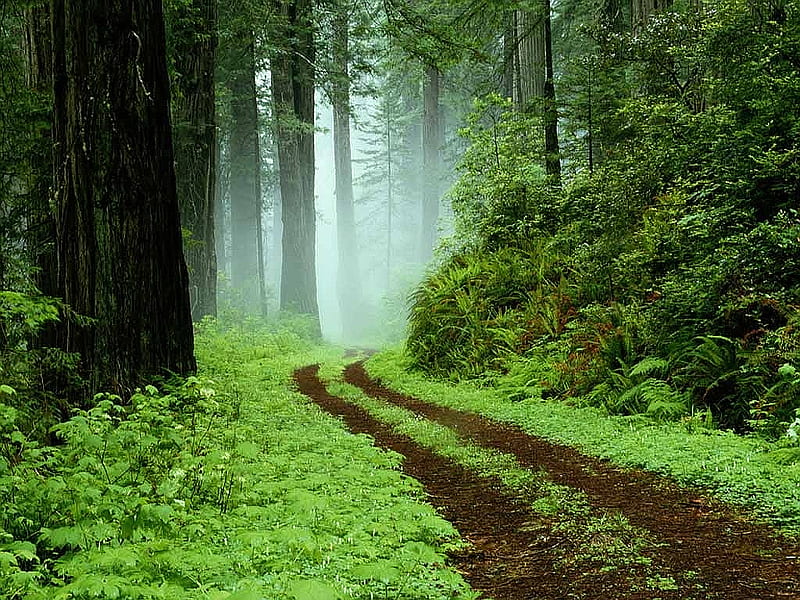 Forest greenery, forest, green, footpath, nature, forests, fog, HD wallpaper