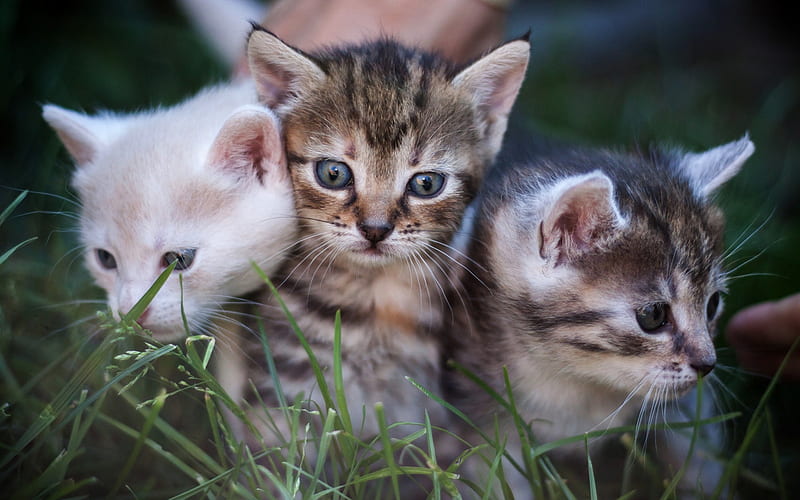 three small kittens, cute animals, cats in the grass, green grass, pets, American shorthair kittens, HD wallpaper