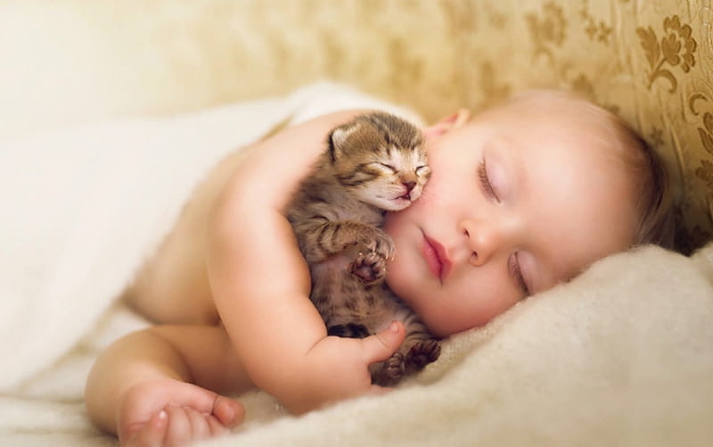 Cuteness, cute, kitten, sleeping, baby, HD wallpaper