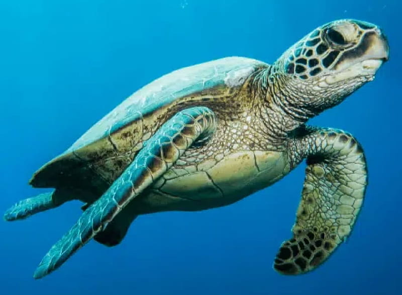 Green sea turtle (Chelonia mydas), Reptiles, Marine Animals, Green sea turtle, Chelonia mydas, HD wallpaper