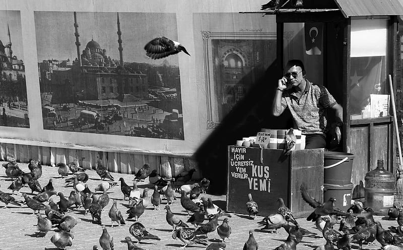 man in black and white jacket sitting on floor with pigeons in grayscale graphy, HD wallpaper