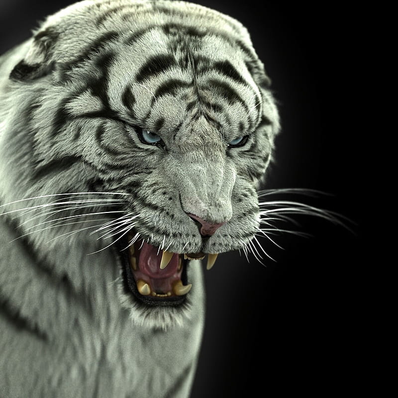 bengal tiger, tiger, big cat, predator, fangs, HD phone wallpaper