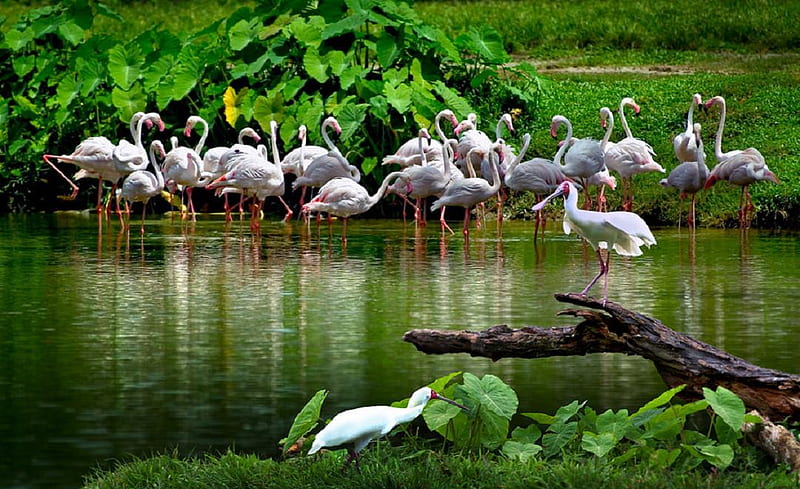 Birds., flamingo, water, bird, wading, HD wallpaper