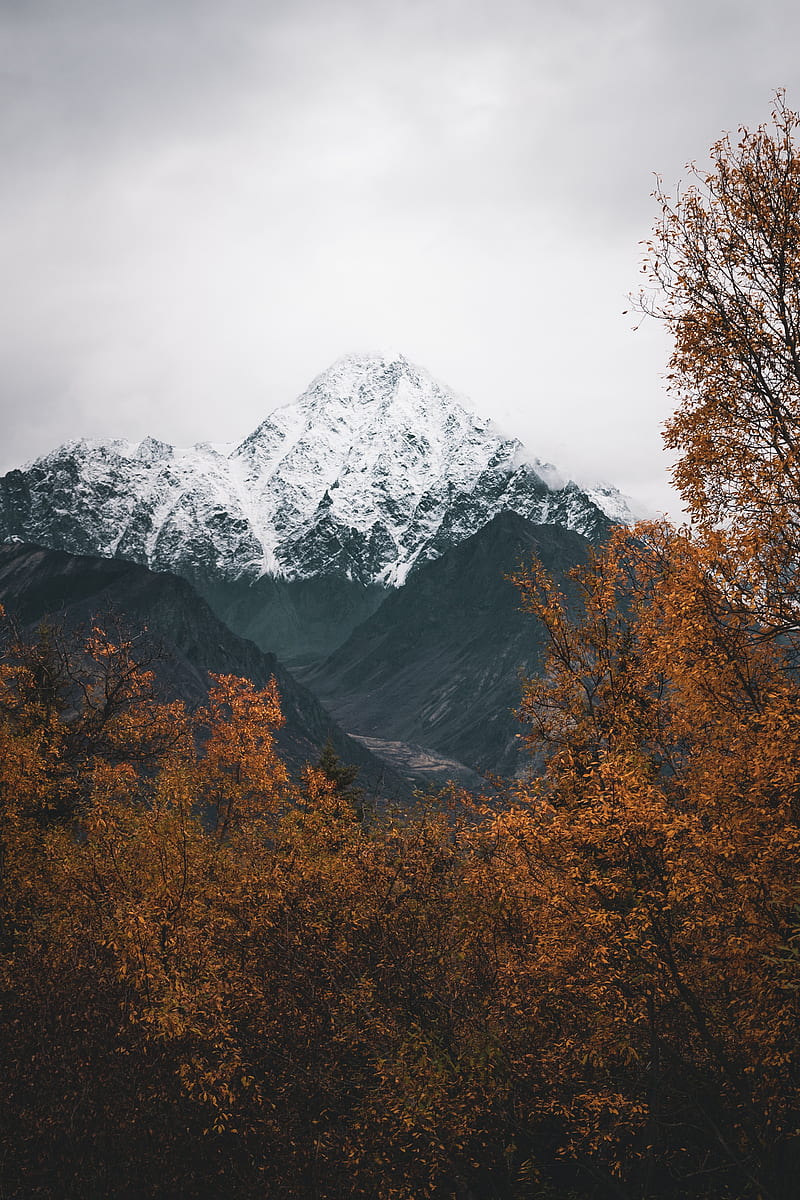 mountain, peak, snowy, trees, landscape, HD phone wallpaper