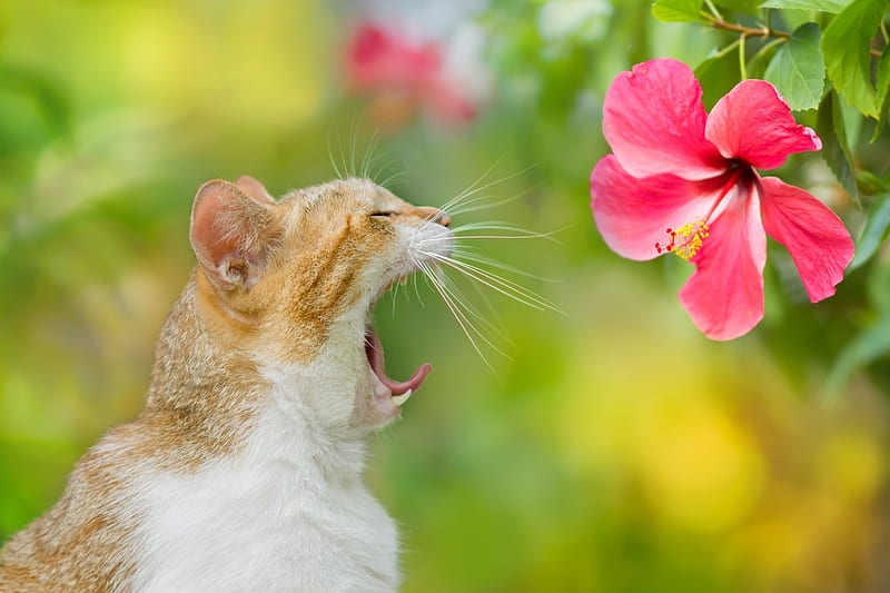 :D, hibiscus, red, fuyi chen, flower, funny, cat, pisici, pink, HD wallpaper