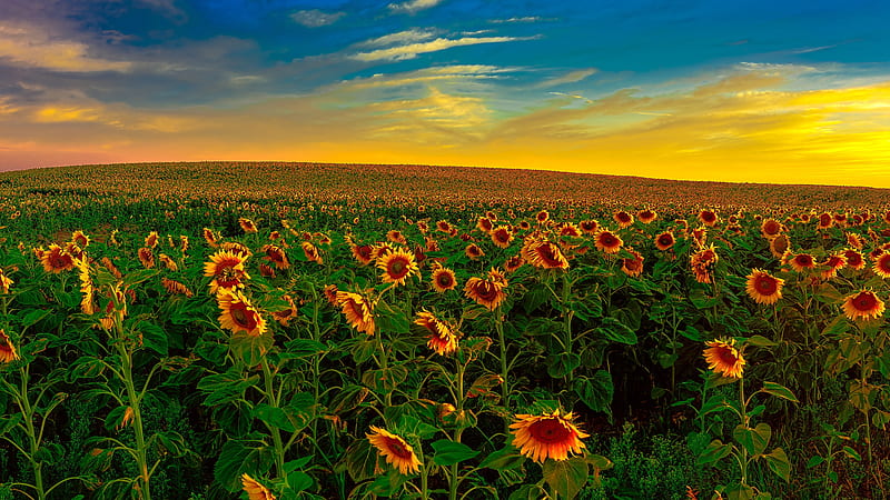 Sunflowers Field With Background Of Yellow And Blue Sky During Sunset Flowers, HD wallpaper