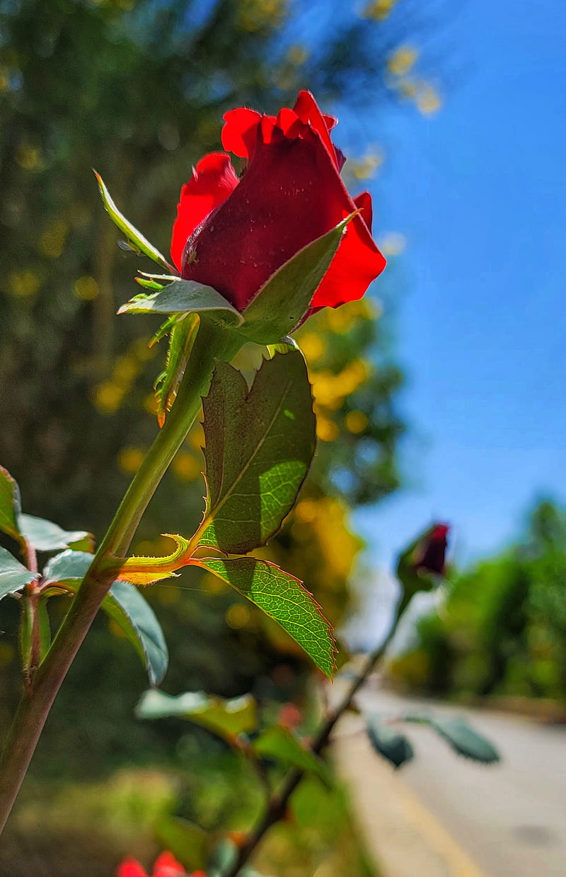 ROSE, background, black, blur, flower, flowers, focus, gris, red, HD phone  wallpaper | Peakpx