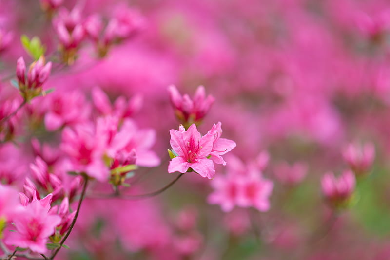 flowers, bloom, branches, pink, HD wallpaper