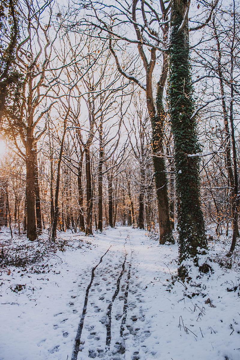 Bare trees filled with snow, HD phone wallpaper | Peakpx