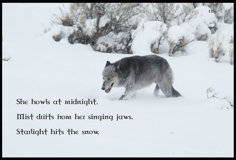 Lone snow wolf, insnow, poem friendship, quotes, pack, dog, lobo, arctic, black, abstract, winter, timber, snow, wolf , wolfrunning, wolf, white, lone wolf, howling, wild animal black, howl, bonito, canine, wolf pack, solitude, gris, the pack, mythical, majestic, spirit, canis lupus, grey wolf, nature, wolves, HD wallpaper