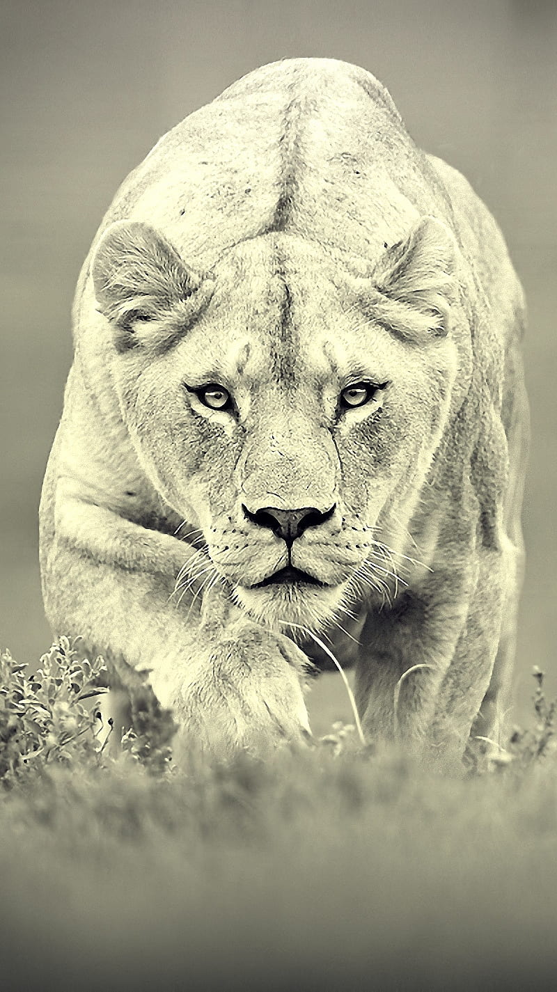 king lion, animal, desert, jungle, lions, nature, share, white, HD phone wallpaper