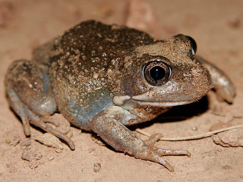 EASTERN BANGO FROG, frog, sitting, sand, brown, HD wallpaper