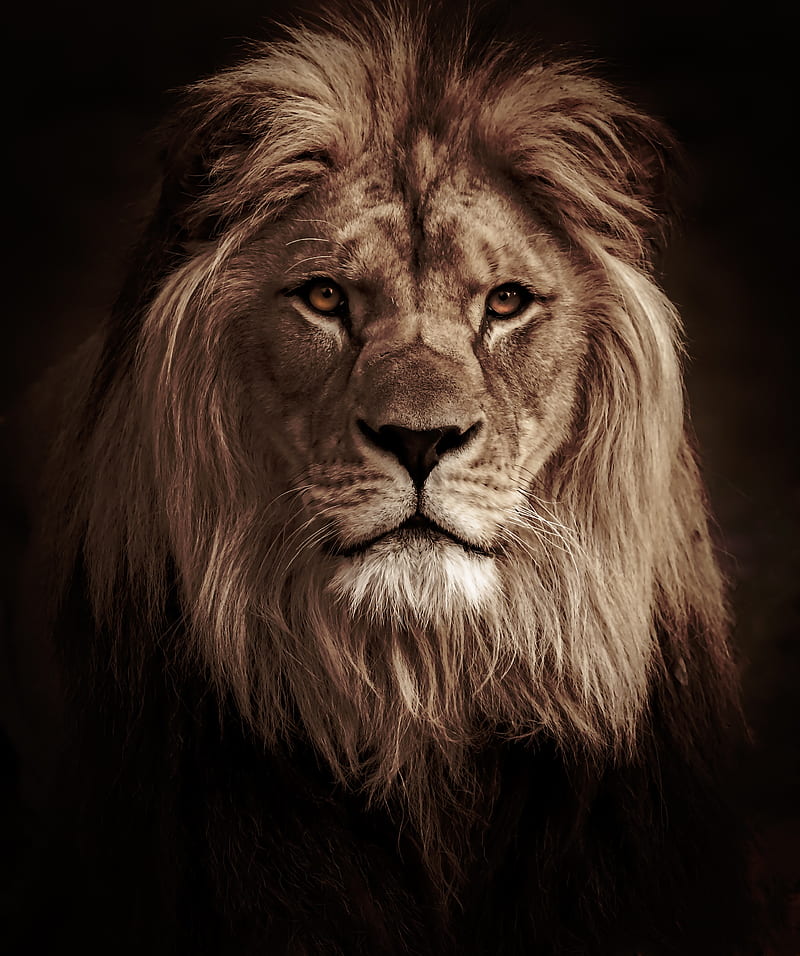 lion, animal, predator, big cat, HD phone wallpaper