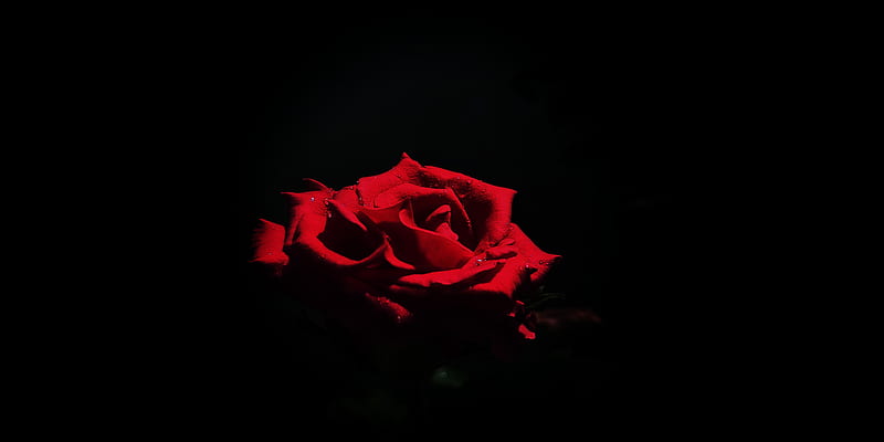 red rose in dark room, HD wallpaper