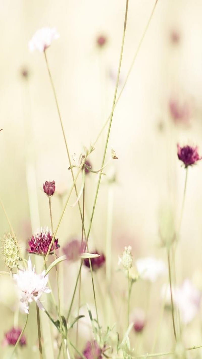 Flowers, bonito, friendship, love, nature, graphy, HD phone wallpaper