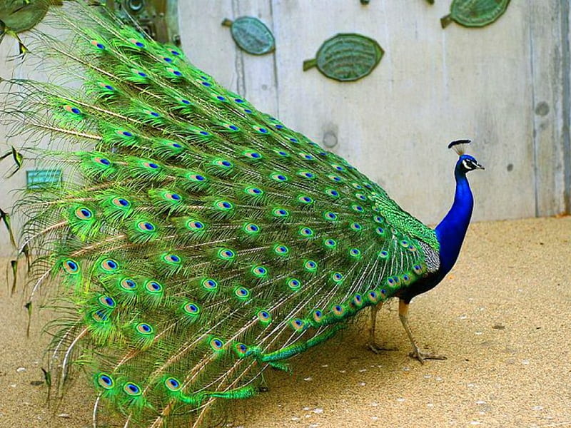 Wondrous tail, peacock, colors, tail, feathers, HD wallpaper
