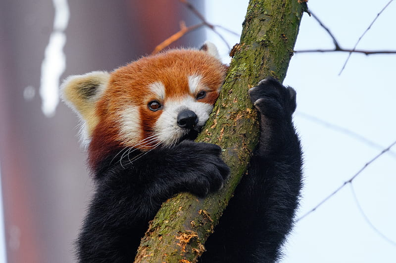 red panda, tree, branch, animal, HD wallpaper