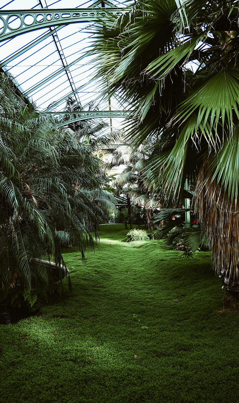 greenhouse, palm trees, tropical, plants, green, HD phone wallpaper