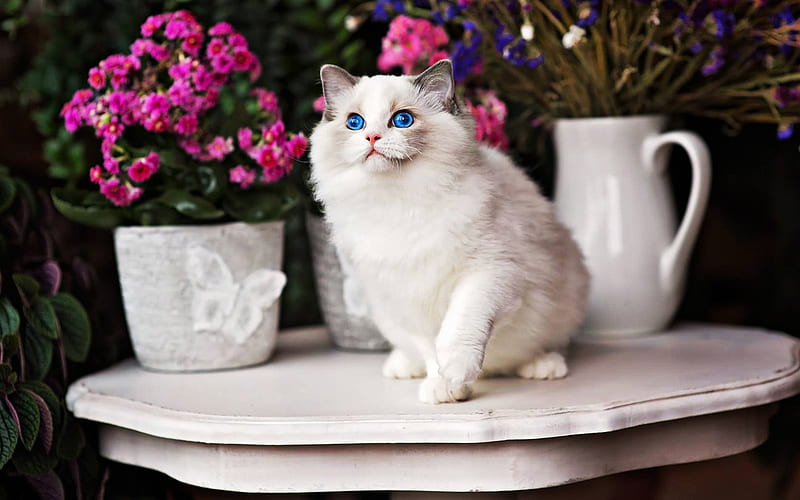 Ragdoll, cat with blue eyes, denectic cat, bokeh, cute animals, R, cats, pets, HD wallpaper
