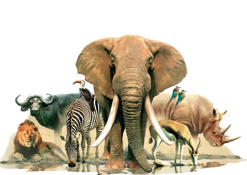 African animals, elephant, rhino, cartoon, wild life, lion, africa, HD wallpaper