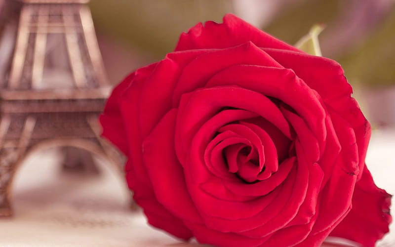 *** Carmine rose ***, rose, flower, flowers, carmine, nature, HD wallpaper