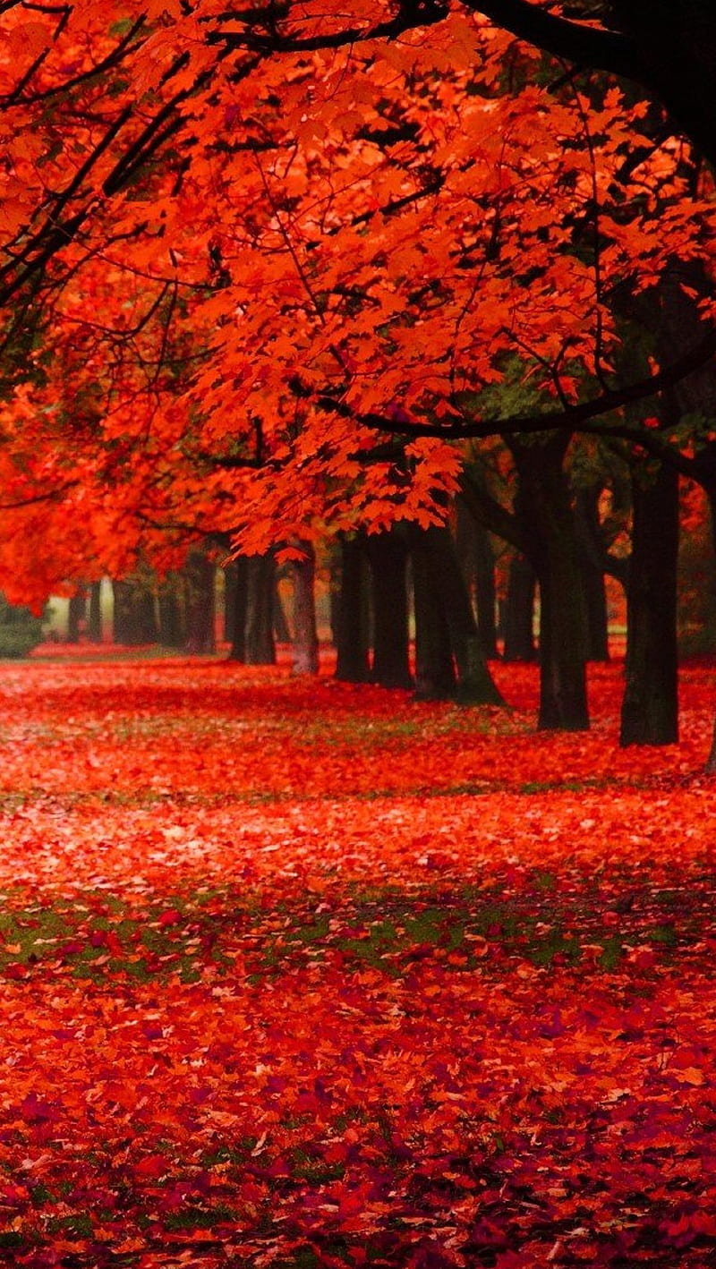 Red Park, autumn, leaves, nature, trees, HD phone wallpaper | Peakpx