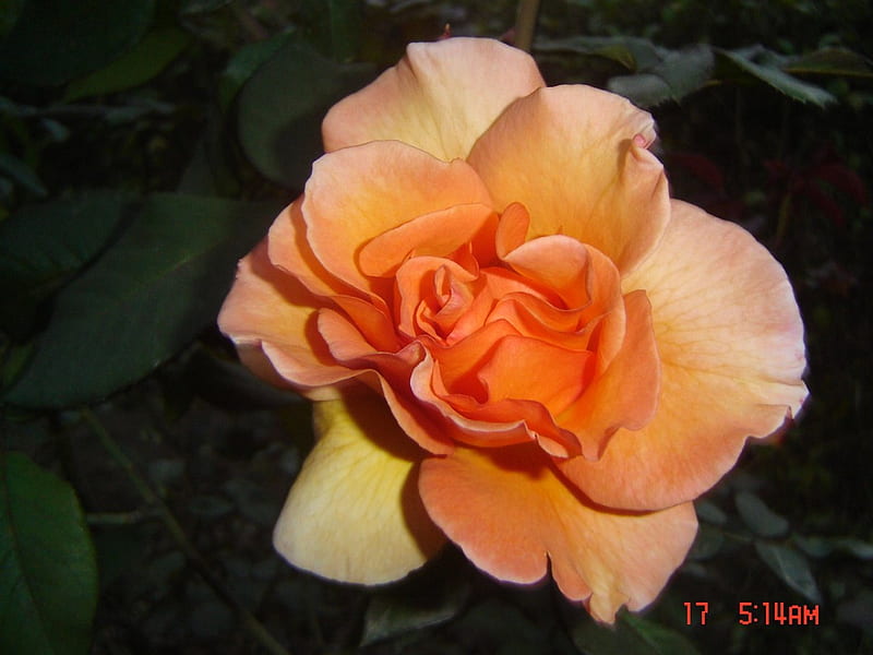 Rink Rose, flower, nature, rose, pink, HD wallpaper