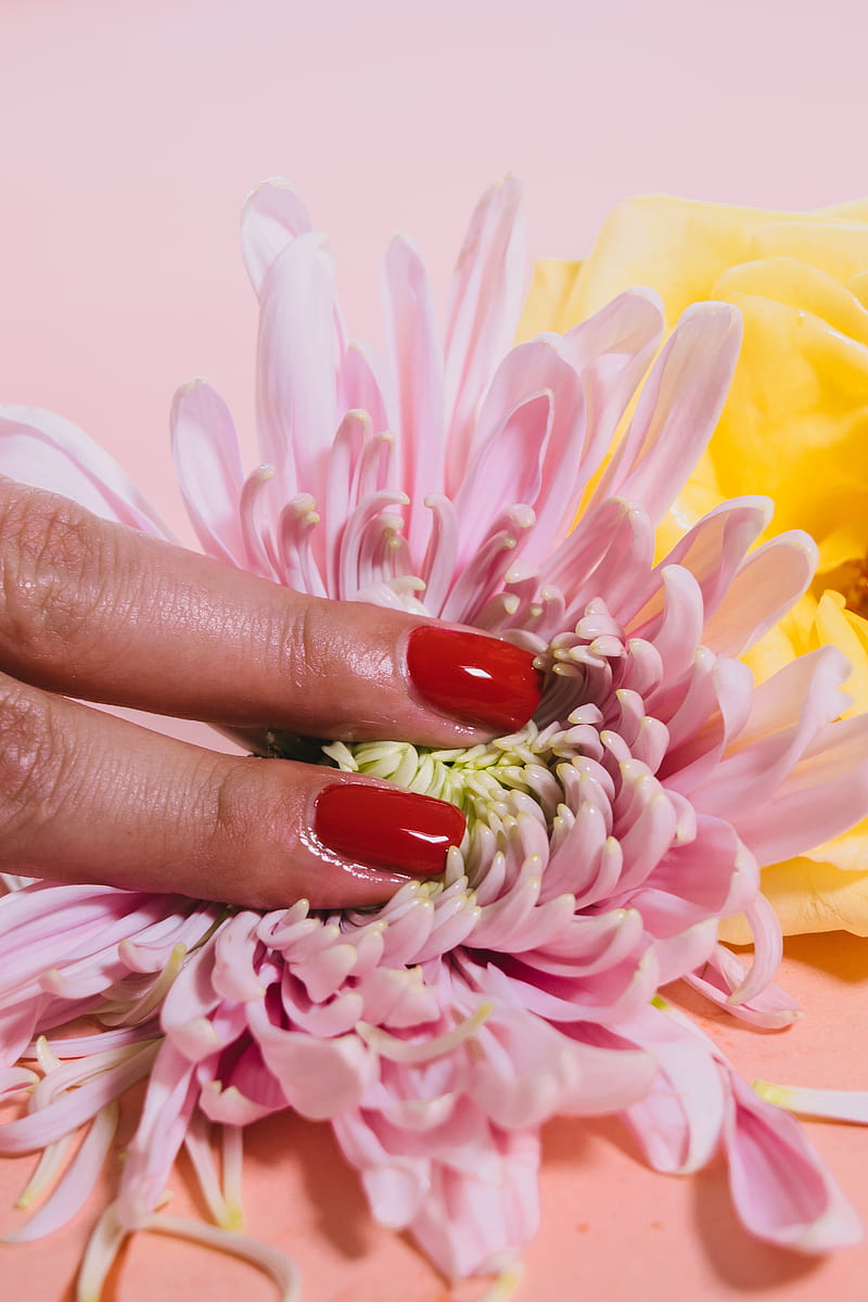person pressing a chrysanthemum flower on pink surface, HD phone wallpaper
