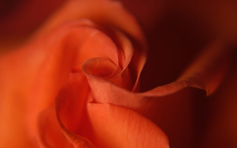 Red Rose Macro-Life because of you beautiful, HD wallpaper