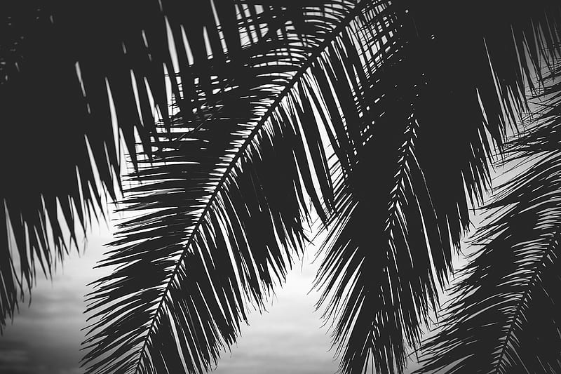 Palm tree, leaves, silhouettes, black and white, dark, HD wallpaper ...