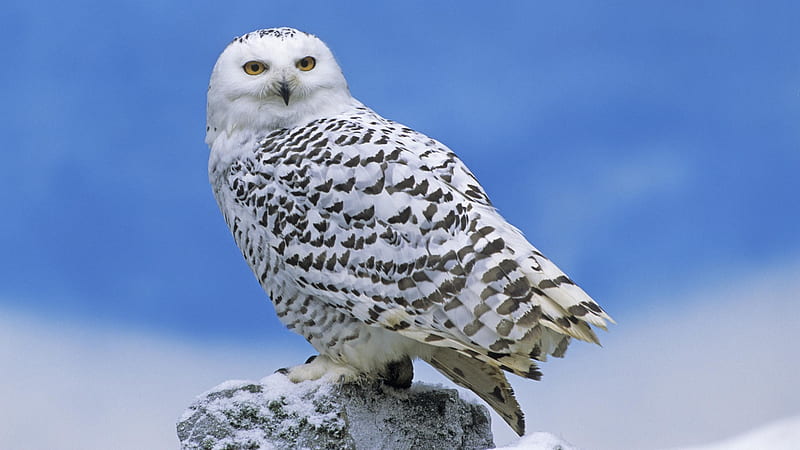snow owl, owl, bature, graphy, bird, wild, black, white, animal, HD wallpaper