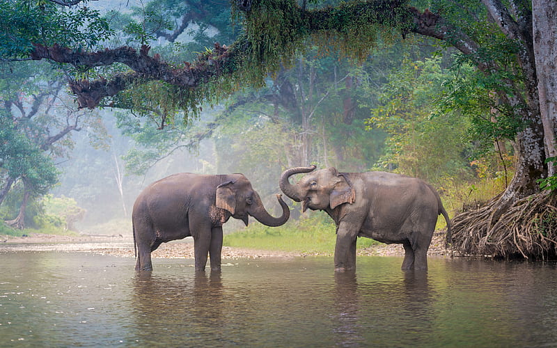 elephants, river, wildlife, Thailand, Asia, HD wallpaper