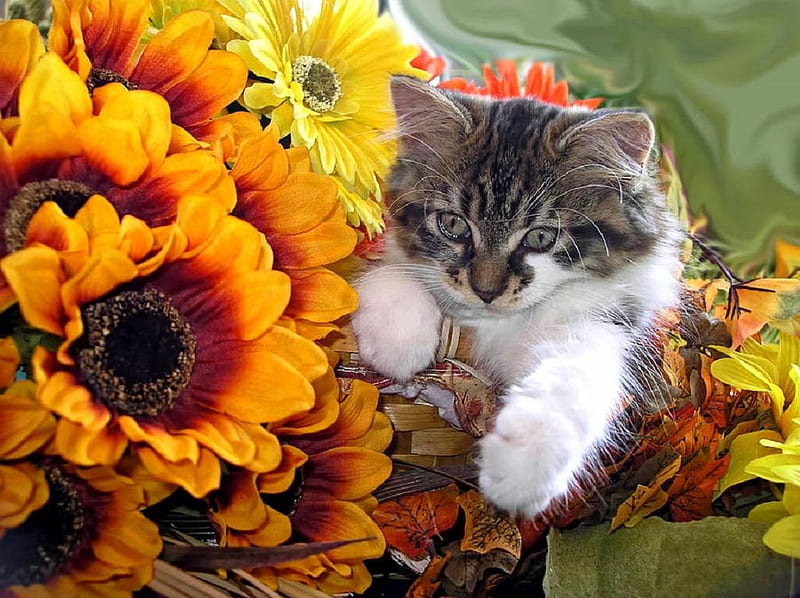 Cat, flower, kitten, animal, HD wallpaper