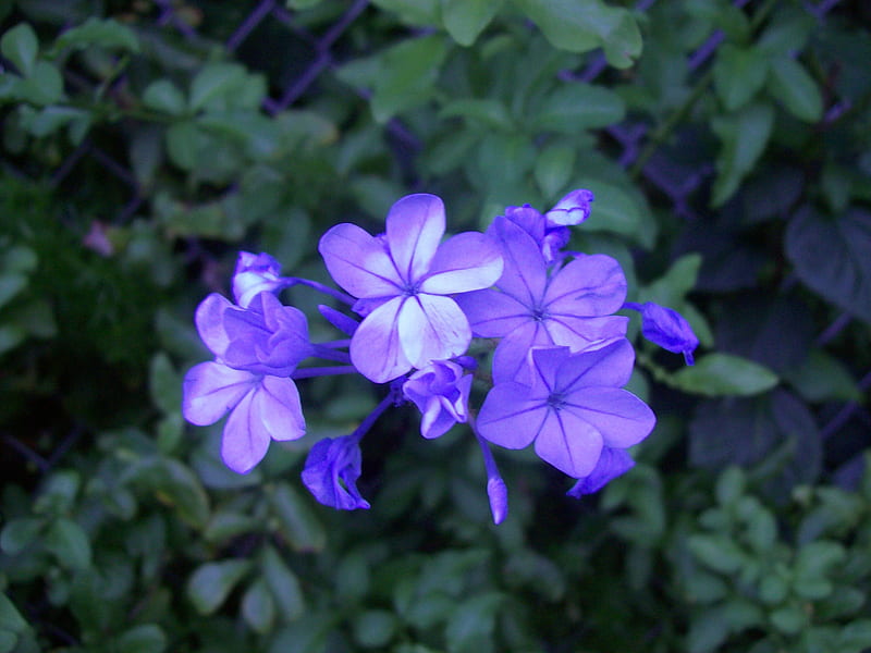 Roadside Weed, flower, weed, purple, pale, HD wallpaper
